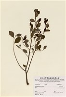 藏品(細葉饅頭果)的圖片